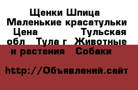 Щенки Шпица. Маленькие красатульки › Цена ­ 15 000 - Тульская обл., Тула г. Животные и растения » Собаки   